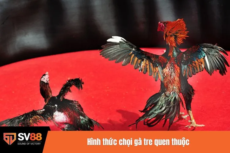 Hình thức chọi gà tre quen thuộc